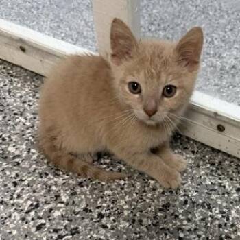 Chicken Nugget -  Domestic Short Hair Cat for Adoption in Bryan, Ohio - Chicken Nugget | PetCurious