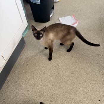 Samantha -  Siamese Cat for Adoption in Muldrow, Oklahoma - Samantha | PetCurious