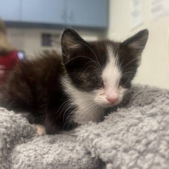 Hyun-Ju -  Domestic Short Hair Cat for Adoption in Charleston, West Virginia - Hyun-Ju | PetCurious