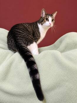 Frisky -  Domestic Short Hair Cat for Adoption in Lacon, Illinois - Frisky | PetCurious
