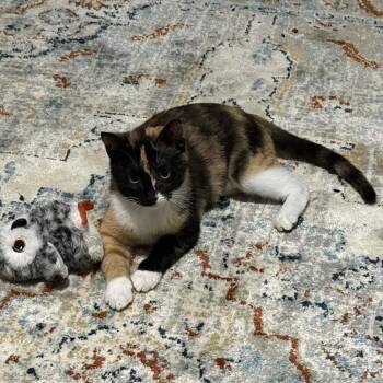 Domestic Short Hair Cats Available for Adoption in Candler, North Carolina - Zoey | PetCurious