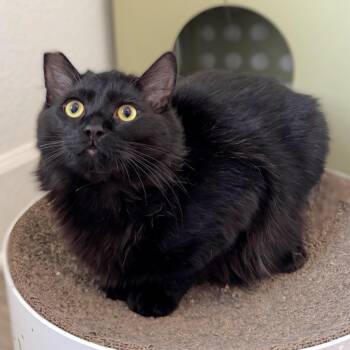 Domestic Long Hair Cats Available for Adoption - Harper | PetCurious