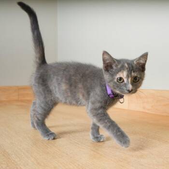 Billie Holiday C70994 -  Domestic Medium Hair Cat for Adoption in Minnetonka, Minnesota - Billie Holiday C70994 | PetCurious