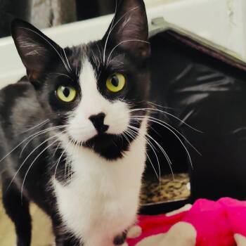 Domestic Short Hair Cats Available for Adoption in Sandy Springs, Georgia - Ellie | PetCurious