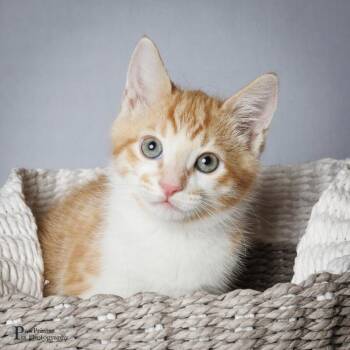 Cholula -  Domestic Short Hair Cat Available for Adoption in Maryville, Tennessee - Cholula | PetCurious