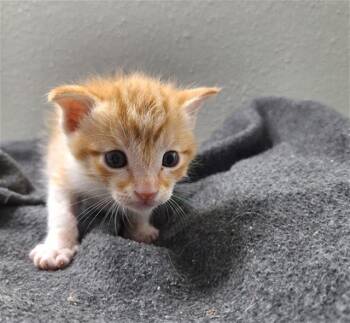 Domestic Short Hair Cats Available for Adoption in Rosenberg, Texas - PETER | PetCurious