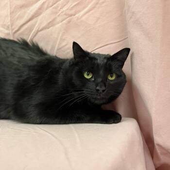 Domestic Short Hair Cats Available for Adoption in Harrisonburg, Virginia - Charity | PetCurious