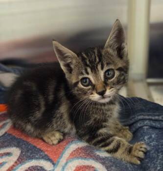 Purrran Purrran -  Domestic Short Hair Cat for Adoption in Fresno, California - Purrran Purrran | PetCurious
