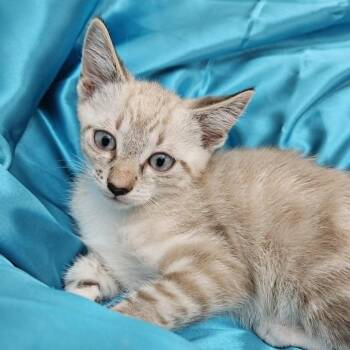 Shadow -  Siamese Cat for Adoption in Agoura Hills, California - Shadow | PetCurious