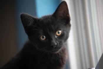 Mt. Dew -  Domestic Short Hair Cat for Adoption in Winchester, Kentucky - Mt. Dew | PetCurious
