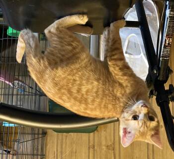 Domestic Short Hair Cats Available for Adoption - Ash | PetCurious