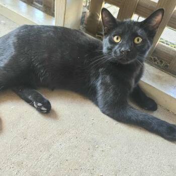 Rescue Domestic Short Hair Cats for Adoption in Warr Acres, Oklahoma - Press | PetCurious