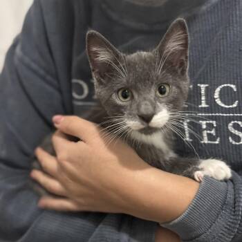 Paulie -  Domestic Short Hair Cat for Adoption in Andover, Connecticut - Paulie | PetCurious