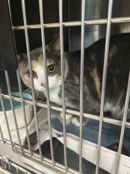 Teeny -  Domestic Short Hair Cat for Adoption in Largo, Florida - Teeny | PetCurious