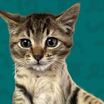 Mean Gene Okerlund -  Domestic Short Hair Cat for Adoption in Reno, Nevada - Mean Gene Okerlund | PetCurious