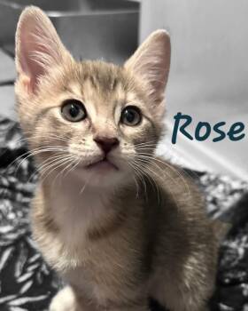 ROSE -  Domestic Short Hair Cat Available for Adoption in Largo, Florida - ROSE | PetCurious