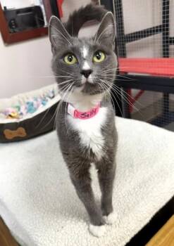 Sally -  Domestic Short Hair Cat for Adoption in Medina, Ohio - Sally | PetCurious