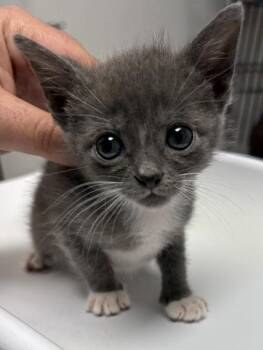 Pen 22 Whisper -  Domestic Short Hair Cat for Adoption in Lawrenceville, Georgia - Pen 22 Whisper | PetCurious