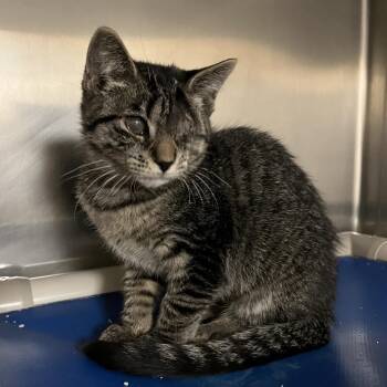 Domestic Short Hair Cats Available for Adoption in York, Pennsylvania - Bunny | PetCurious