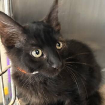 Gadget -  Domestic Short Hair Cat for Adoption in Ojai, California - Gadget | PetCurious