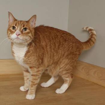 Domestic Short Hair Cats Available for Adoption in Minnetonka, Minnesota - Felix C68910 | PetCurious