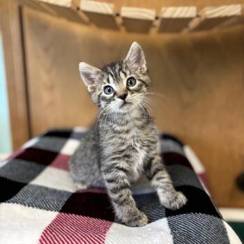 Barnaby--In Foster -  Domestic Short Hair Cat for Adoption in Fargo, North Dakota - Barnaby--In Foster | PetCurious