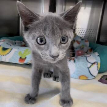 Pewter -  Domestic Short Hair Cat for Adoption in Sarasota, Florida - Pewter | PetCurious