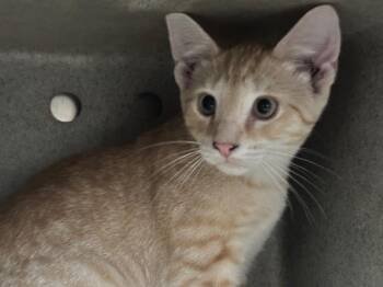Jamie -  Domestic Short Hair and Tabby Cat for Adoption in Powell, Ohio - Jamie | PetCurious