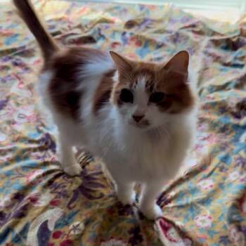 Turkish Van Cats Available for Adoption - Gus V (New Digs) | PetCurious