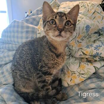 Tigress -  Domestic Short Hair Cat for Adoption in Groveland, Massachusetts - Tigress | PetCurious