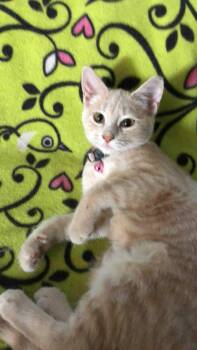 Rescue Domestic Short Hair Cats for Adoption in Quincy, Ohio - Petunia | PetCurious