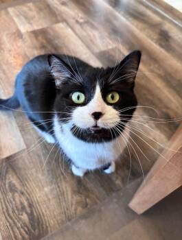 Rescue Domestic Short Hair Cats for Adoption in Charlotte, Michigan - Rosalina | PetCurious