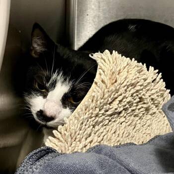 Sylvester -  Domestic Short Hair Cat for Adoption in Port Charlotte, Florida - Sylvester | PetCurious