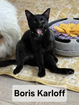 Rescue Domestic Short Hair Cats for Adoption in Albuquerque, New Mexico - Boris Karloff | PetCurious