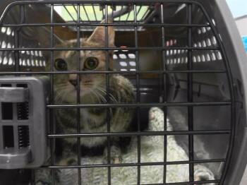 A1658518 -  Domestic Short Hair Cat for Adoption in Omaha, Nebraska - A1658518 | PetCurious