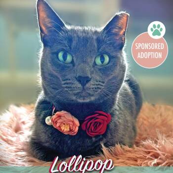 Rescue Russian Blue and Domestic Short Hair Cats for Adoption in Bellmawr, New Jersey - Lollipop | PetCurious