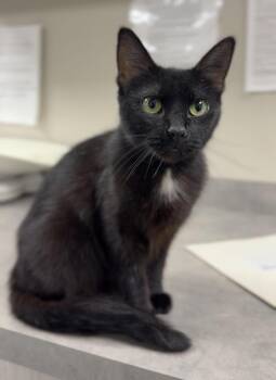 Meow -  Domestic Short Hair Cat for Adoption in Bemidji, Minnesota - Meow | PetCurious