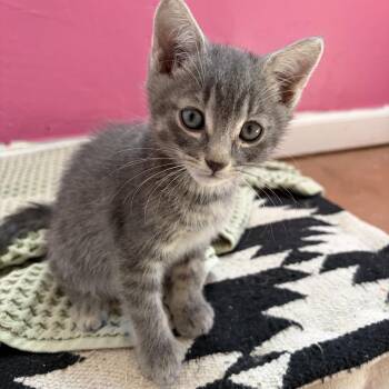 Richard -  Tabby Cat for Adoption in Albuquerque, New Mexico - Richard | PetCurious