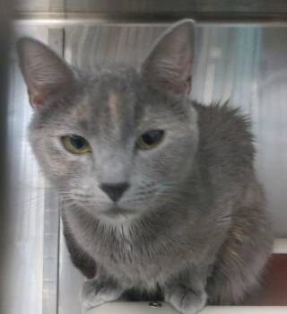 Dilute Tortoiseshell Cats Available for Adoption - MeMe | PetCurious