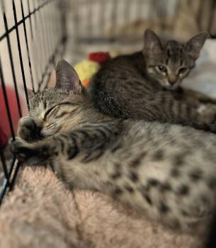 Rescue Bengal and Tabby Cats for Adoption in Closter, New Jersey - Ivy & Holly | PetCurious