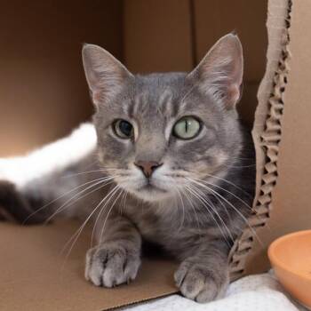 Bronevik -  Domestic Short Hair Cat for Adoption in Des Moines, Iowa - Bronevik | PetCurious