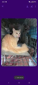 Gobstopper -  Domestic Medium Hair Cat for Adoption in Cromwell, Kentucky - Gobstopper | PetCurious