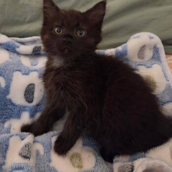 Frances -  Domestic Long Hair Cat for Adoption in Lexington, Kentucky - Frances | PetCurious