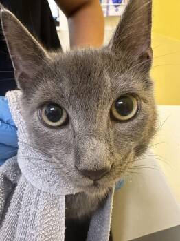 Lacy -  Domestic Short Hair Cat for Adoption in Raleigh, North Carolina - Lacy | PetCurious