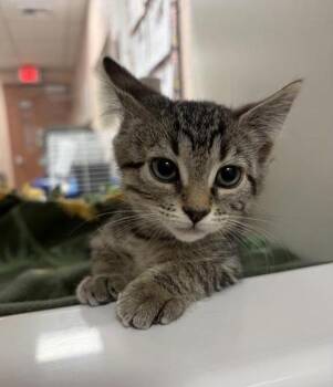 Pumpkin -  Domestic Short Hair Cat for Adoption in Black Eagle, Montana - Pumpkin | PetCurious