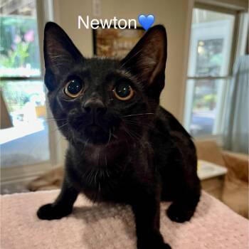 Newton -  Domestic Short Hair Cat for Adoption in Peachtree City, Georgia - Newton | PetCurious