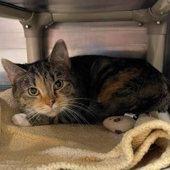 Garlic Cream Sauce -  Domestic Short Hair Cat for Adoption in Winthrop, Maine - Garlic Cream Sauce | PetCurious