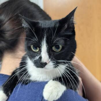 Domestic Short Hair Cats Available for Adoption in Canton, Illinois - Addie | PetCurious
