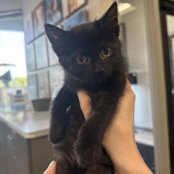 Rush -  Domestic Short Hair Cat for Adoption in Chaska, Minnesota - Rush | PetCurious
