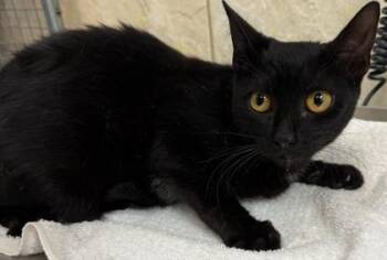 Domestic Short Hair Cats Available for Adoption - Miss All Sunday | PetCurious